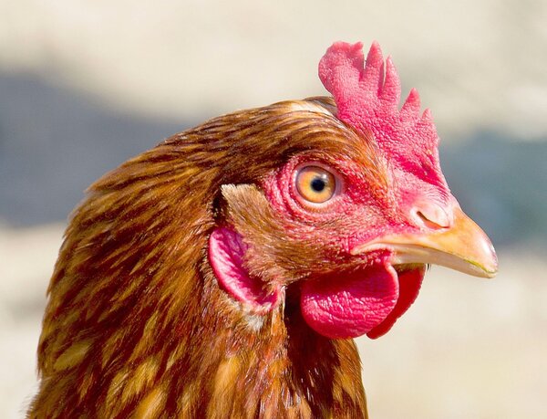 Huhn